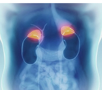 ADRENAL HORMONE IMBALANCES